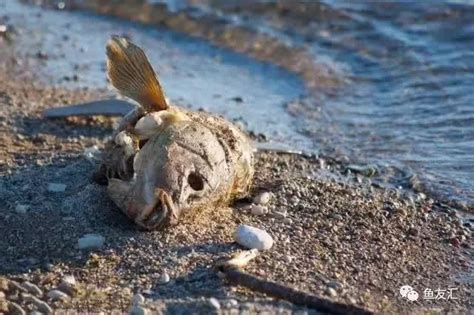 死掉的魚怎麼處理|魚死了，水壞了，怎麼辦？